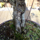 Illustration for article titled A Baggins Bonsai Fit For a Pocket-Sized Hobbit